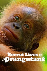 Secret Lives of Orangutans 2024 FULL – Cinemgn